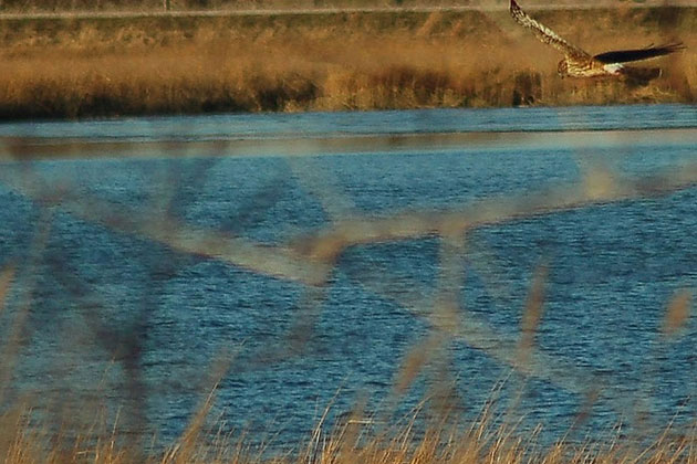 Northern Harrier - Bombay Hook NWR